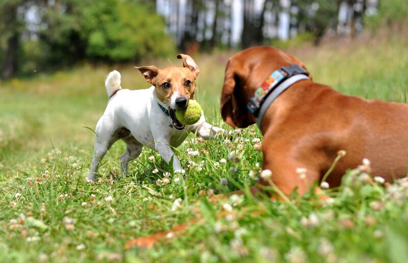 Two Dogs Playing — Green, Playful, Afternoon, Photograph