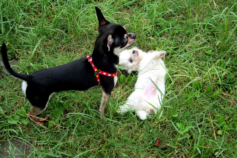 Two Dogs Playing — Green, Playful