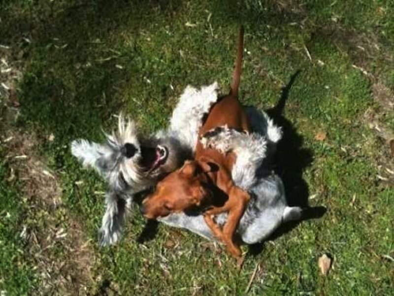 Two Dogs Playing — Green