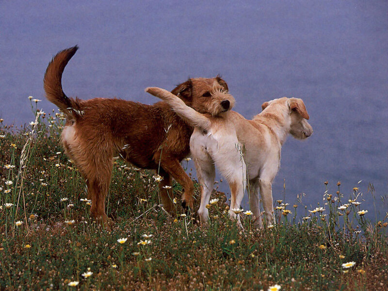 Two dogs playing in a field