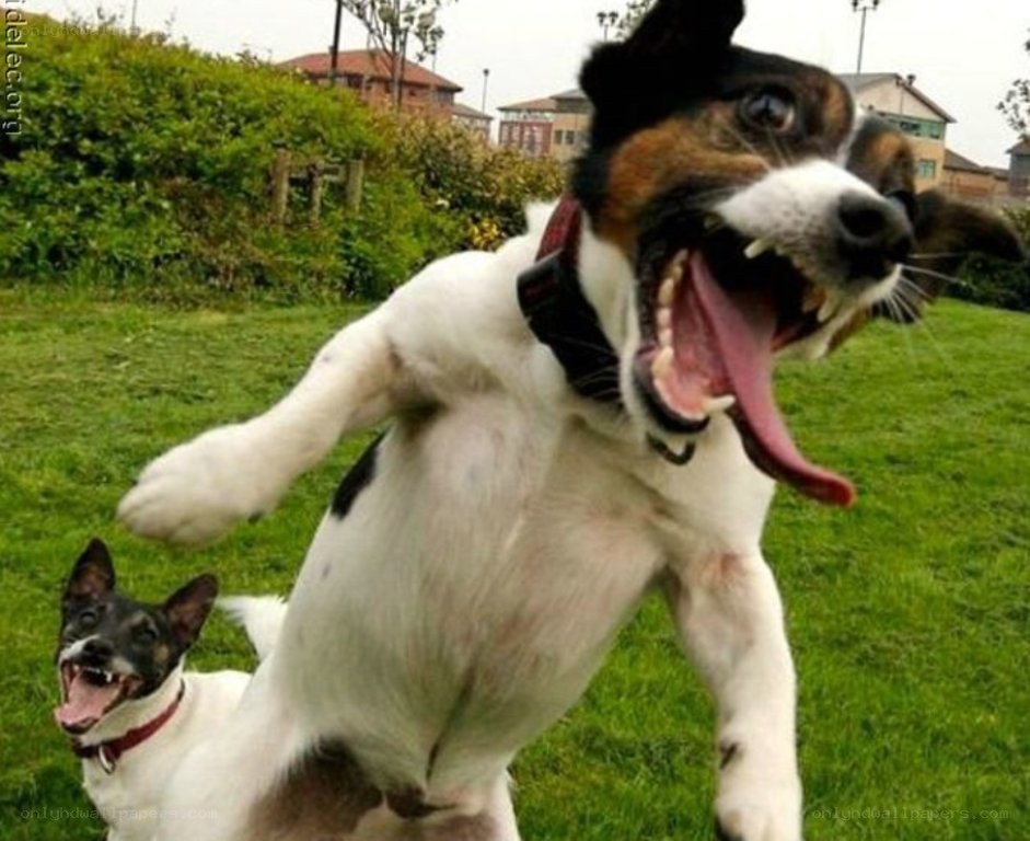 two dogs playing in a park