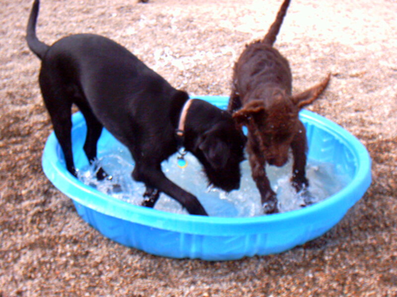 Two dogs playing in a pool