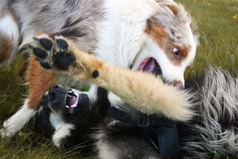 Two dogs playing in grass