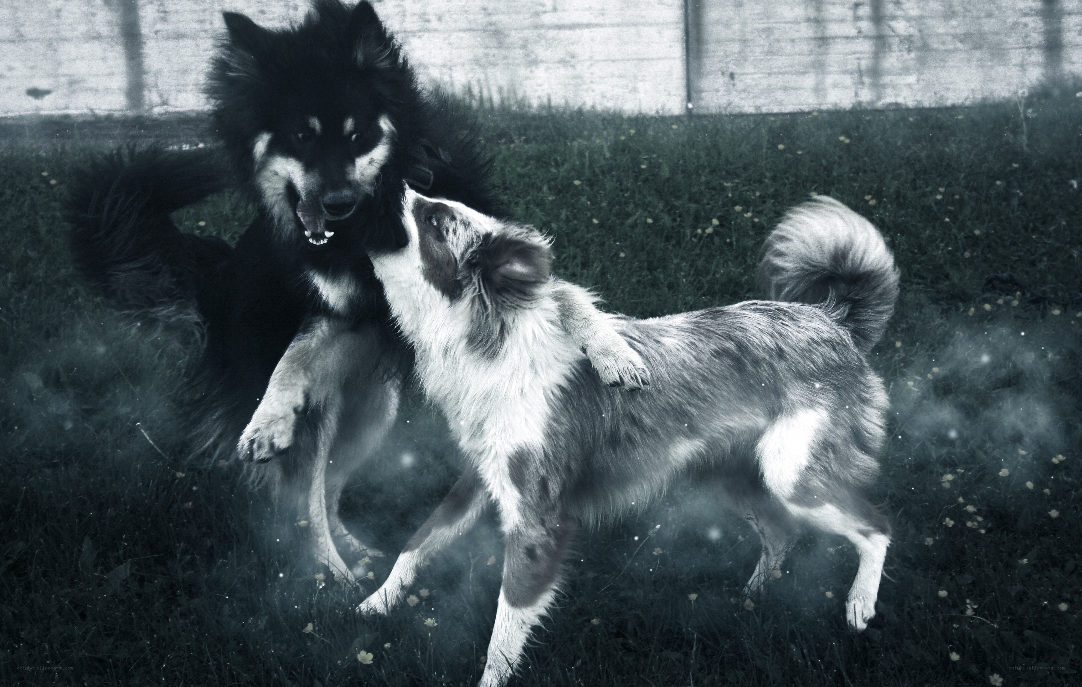 two dogs playing in grass