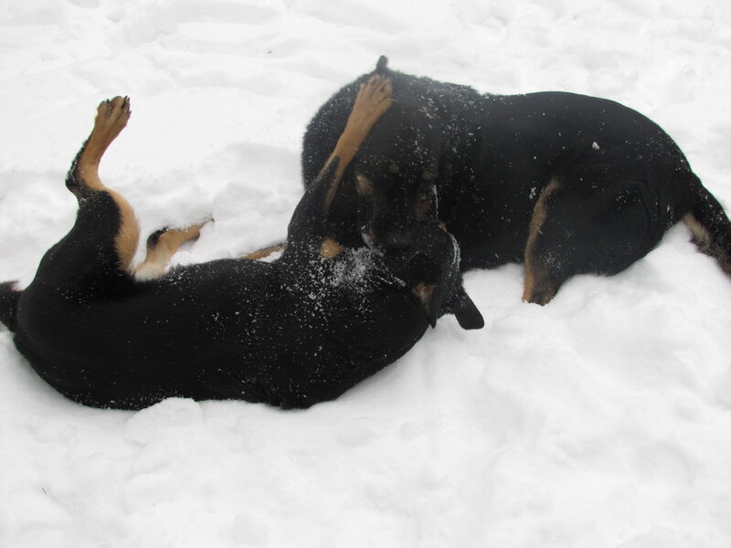 Two Dogs Playing in Snow — Black
