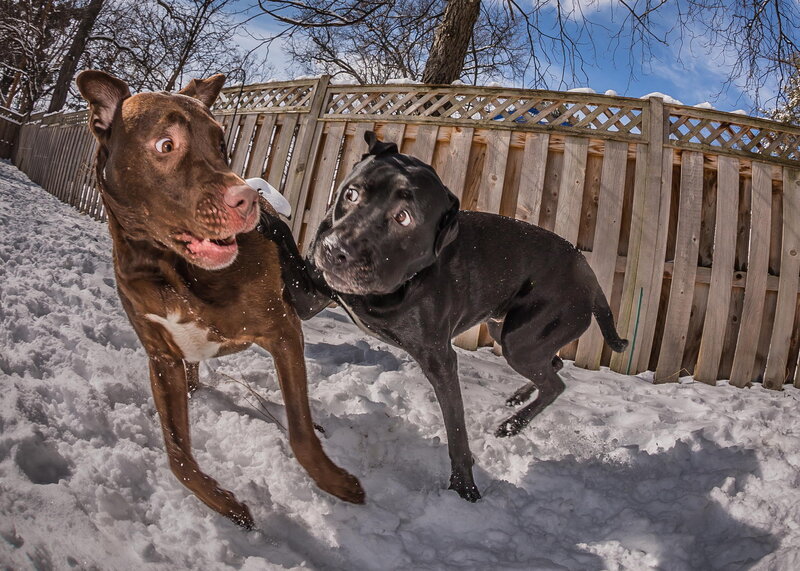 Two Dogs Playing in Snow — Brown