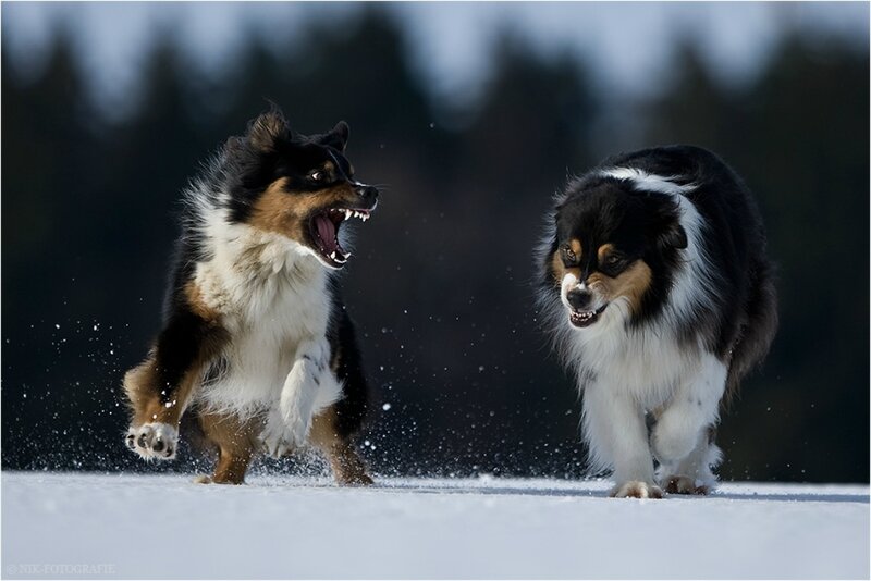 Two Dogs Playing in Snow — White, Dynamic