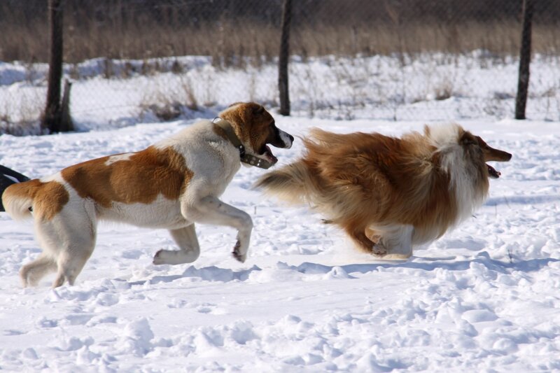 Two Dogs Playing in Snow — White