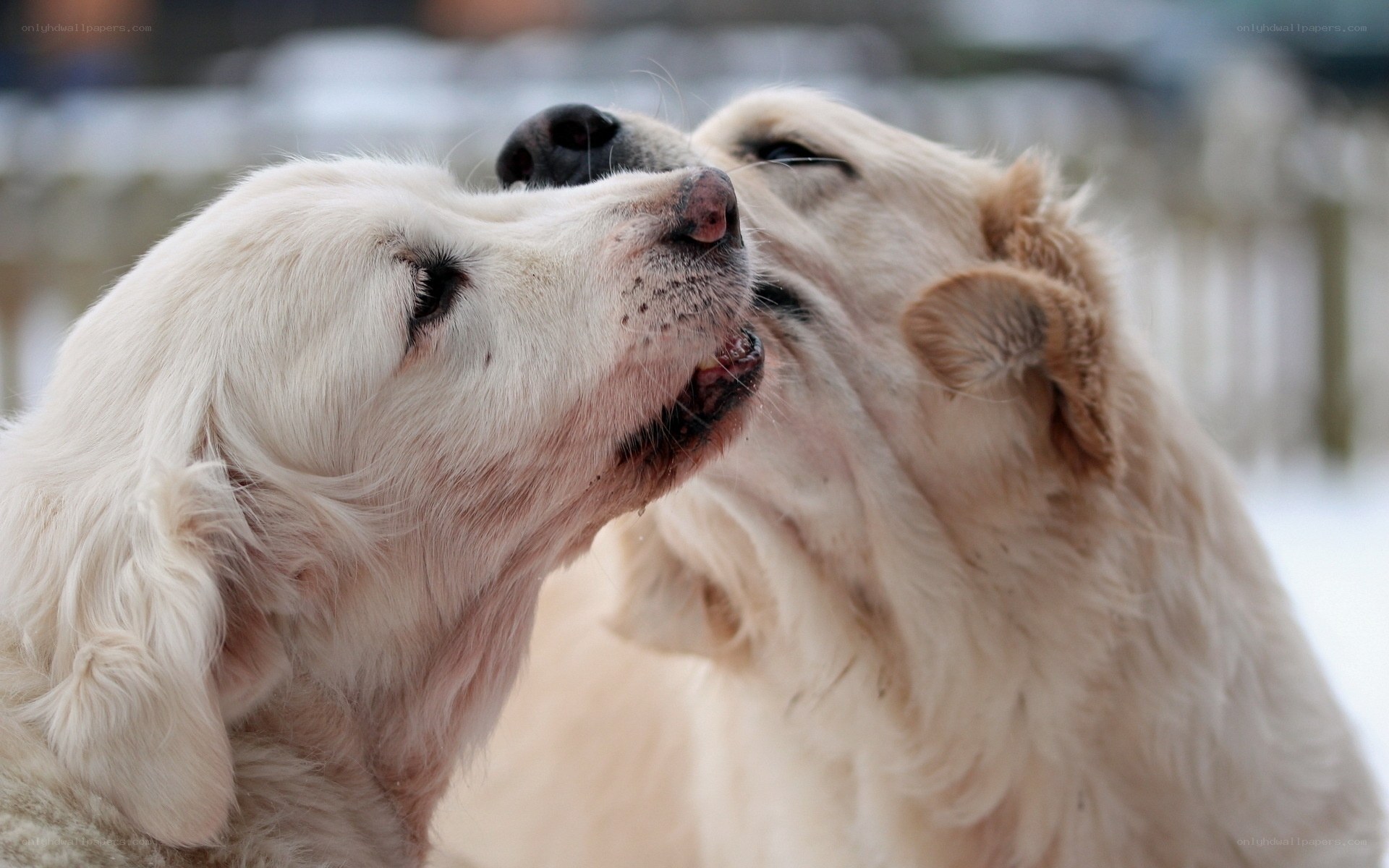 two dogs playing in snow