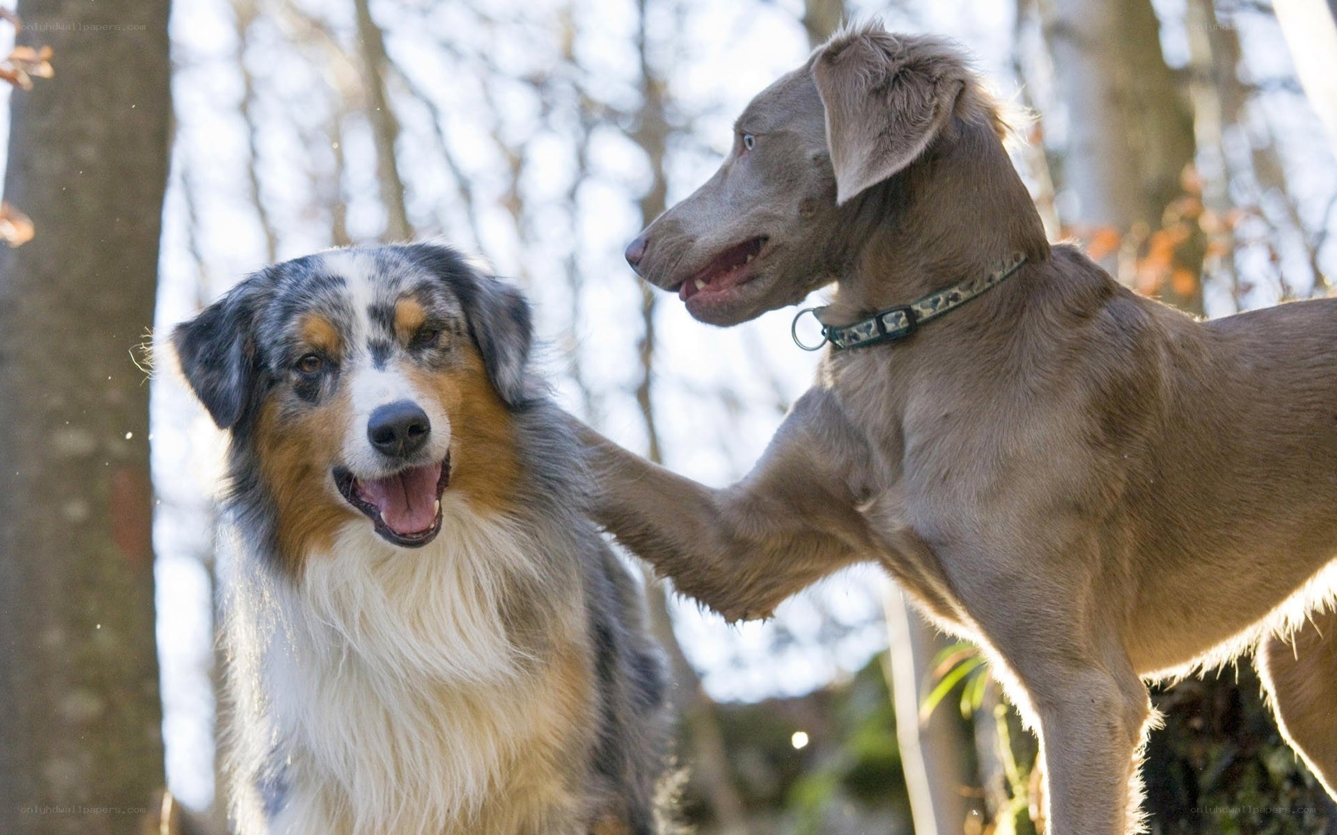Two dogs playing in the forest