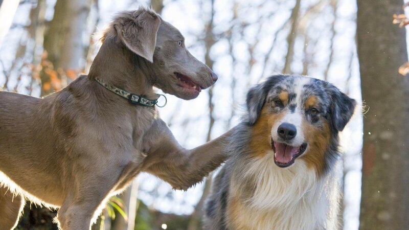 Two dogs playing in the woods