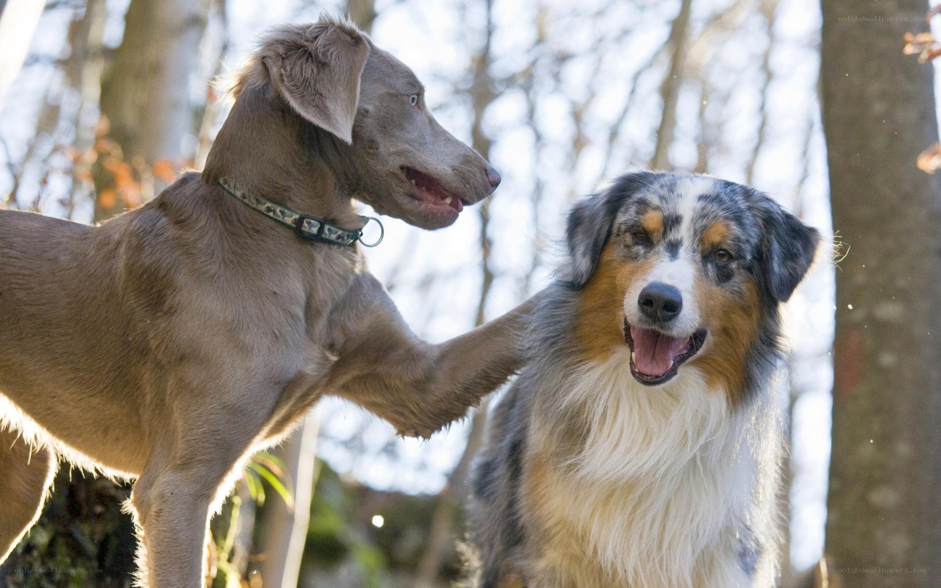 Two dogs playing in the woods