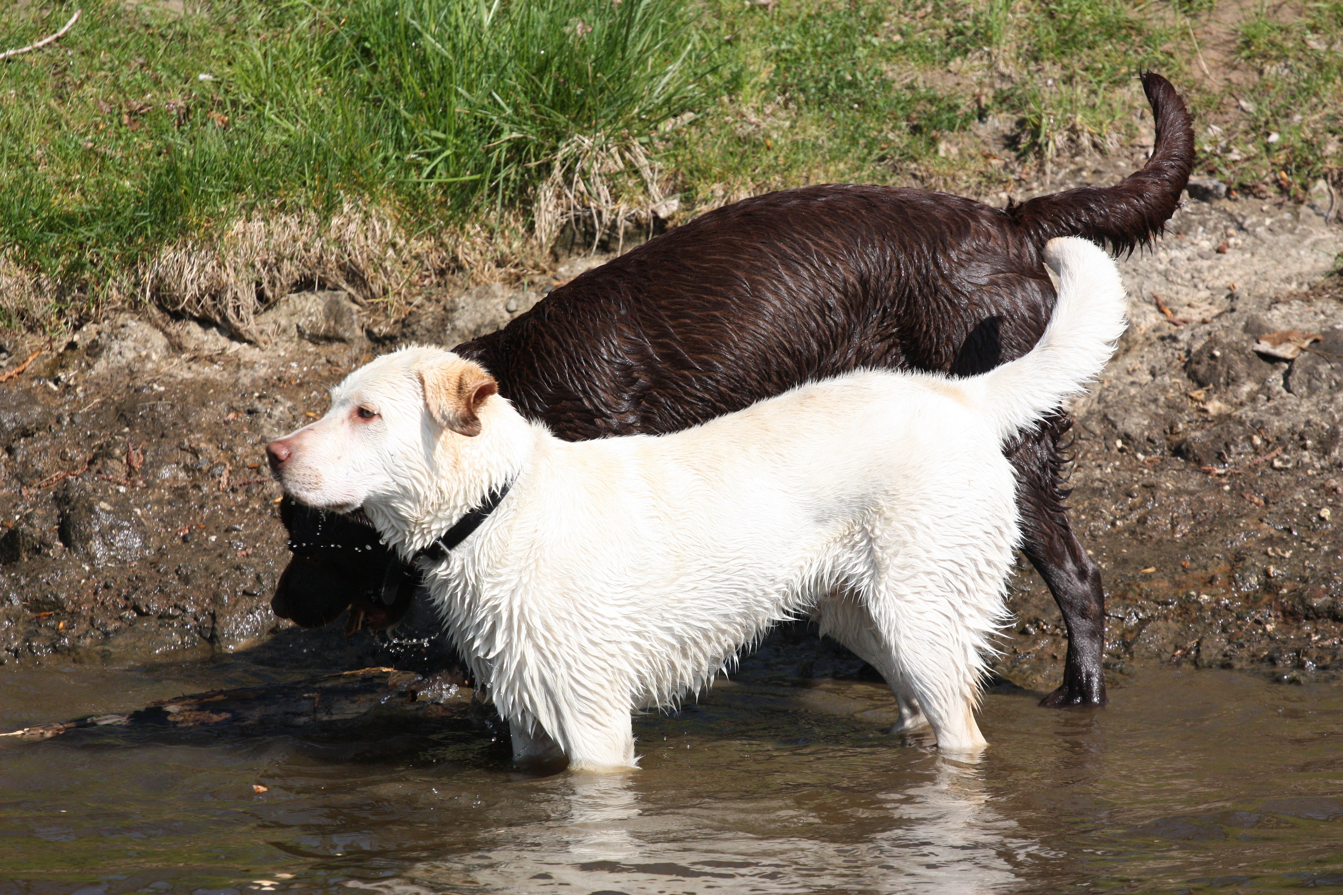 Two dogs playing in water