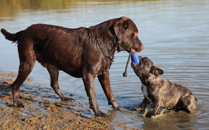 Two Dogs Playing in Water — Brown