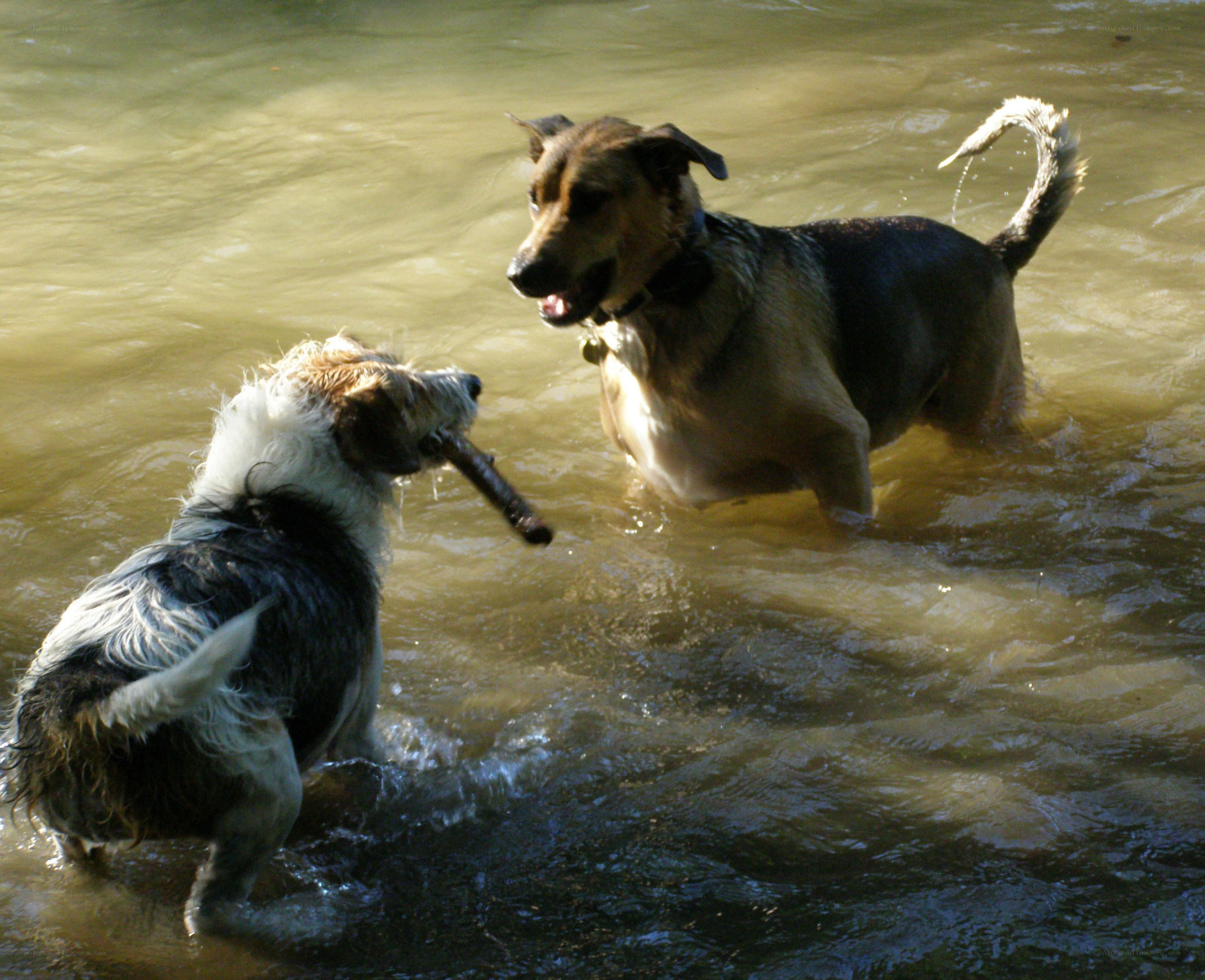 Two dogs playing in water