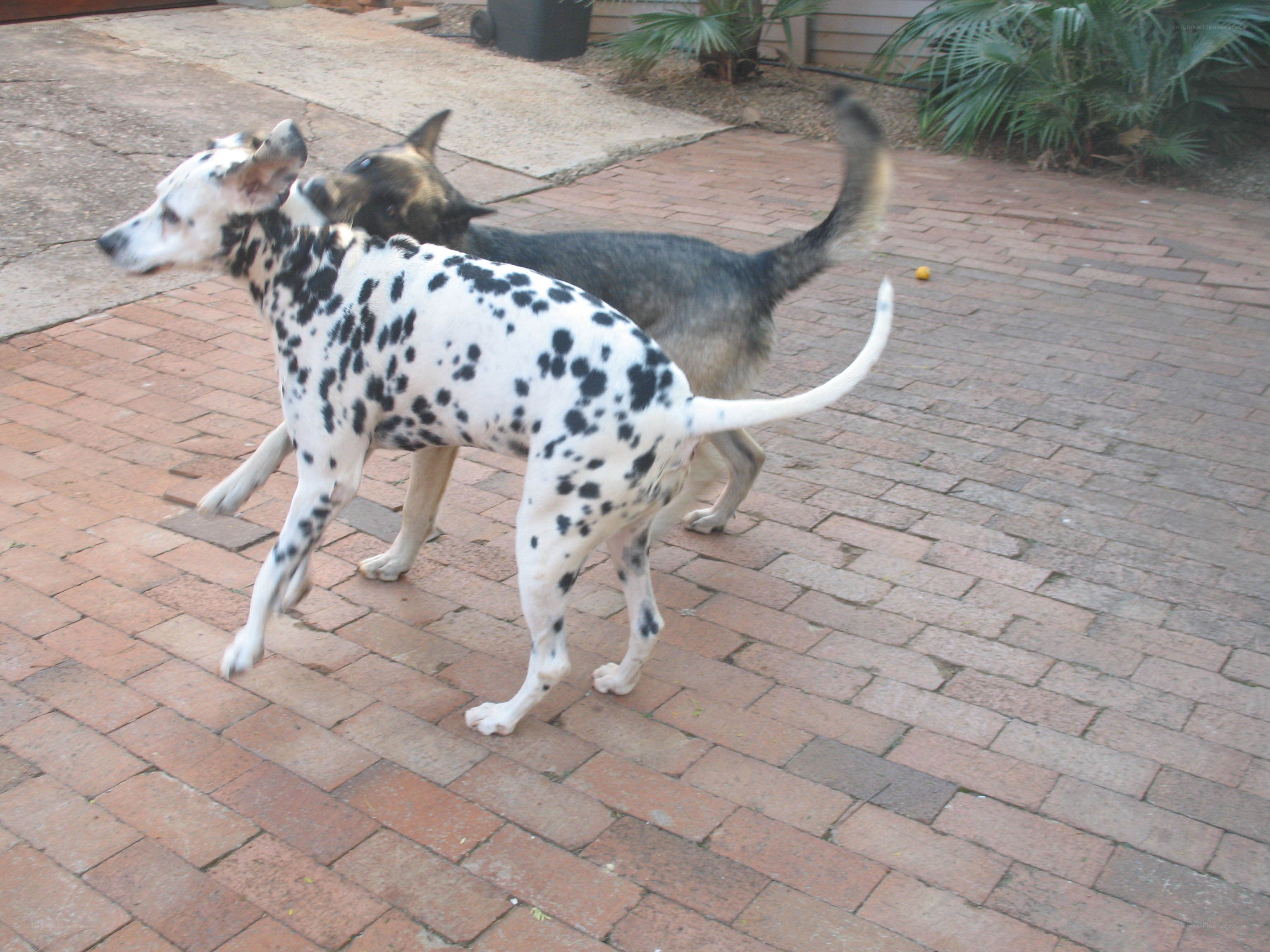 Two dogs playing on a patio