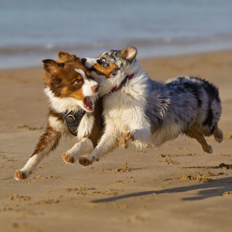 Two Dogs Playing on Beach — Brown