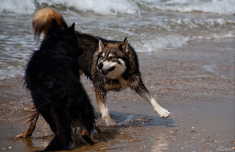 Two Dogs Playing on Beach