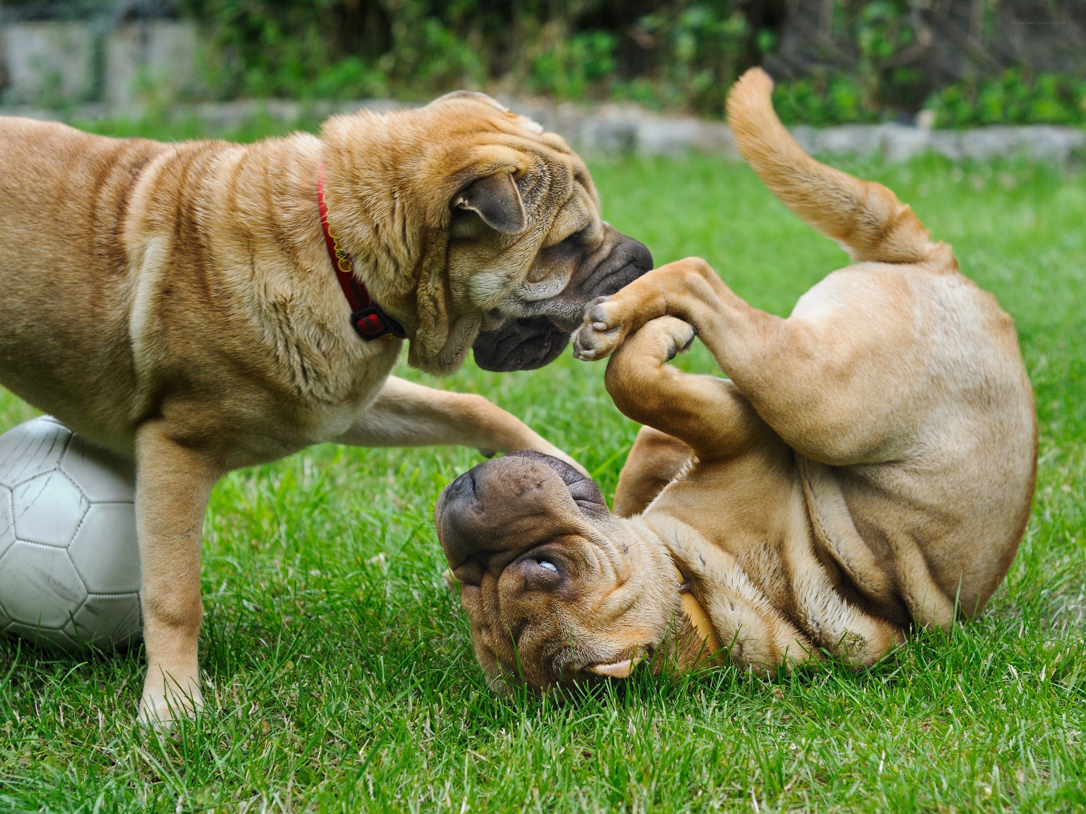 Two dogs playing on grass
