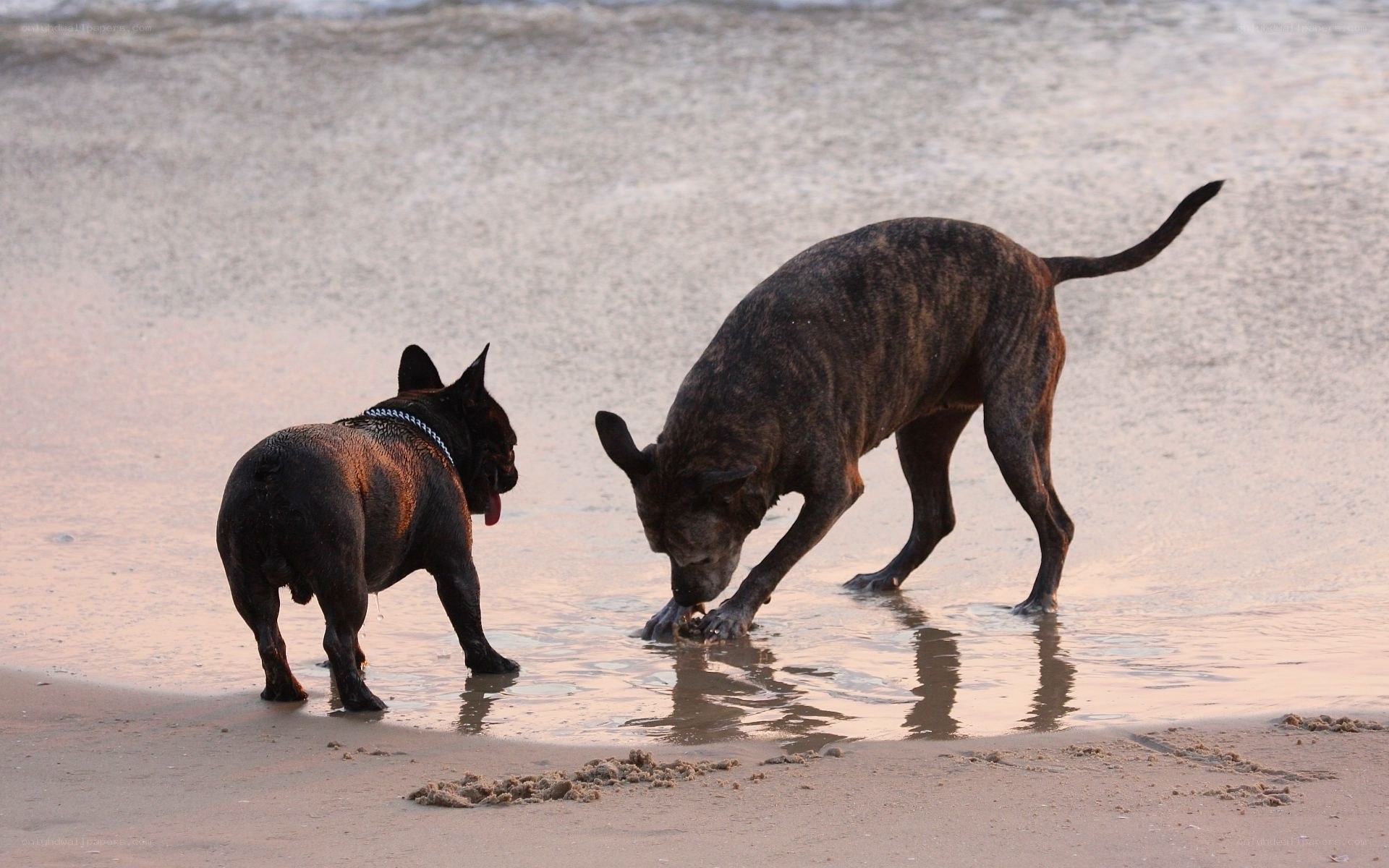 Two dogs playing on the beach