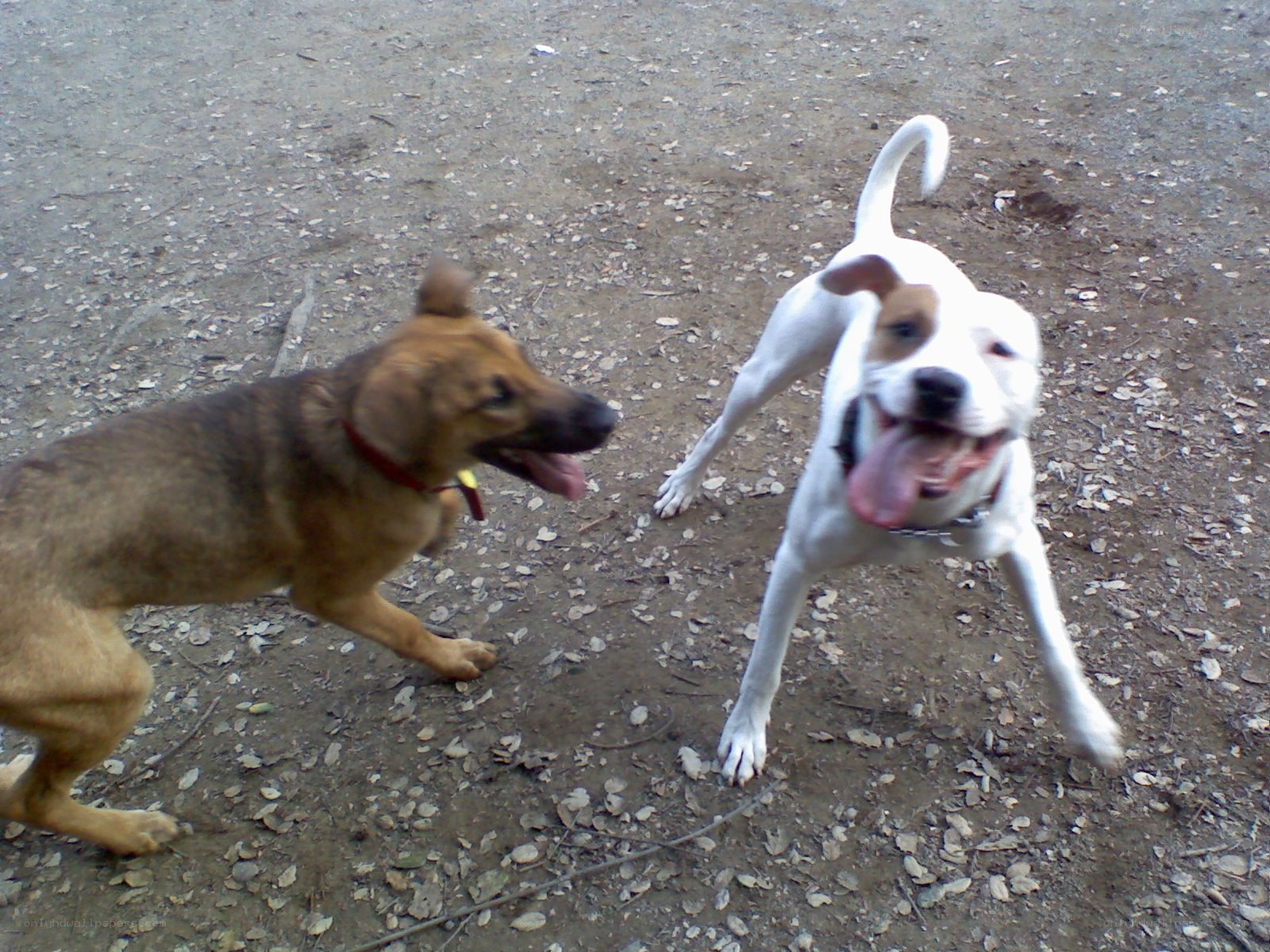 Two dogs playing outdoors