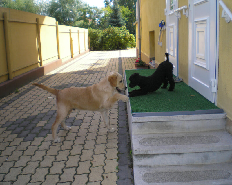 Two dogs playing outside