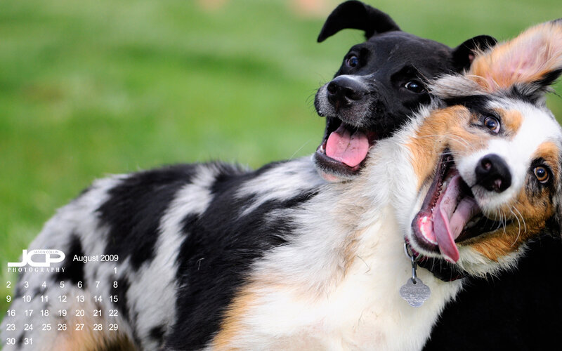 Two Dogs Playing