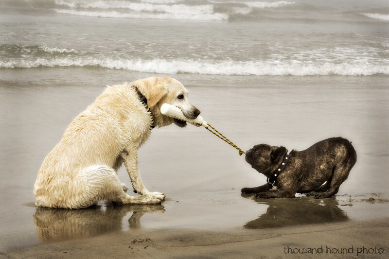 Two Dogs Playing Tug-of-war