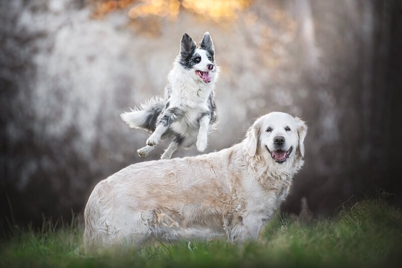 Two Dogs Playing — White