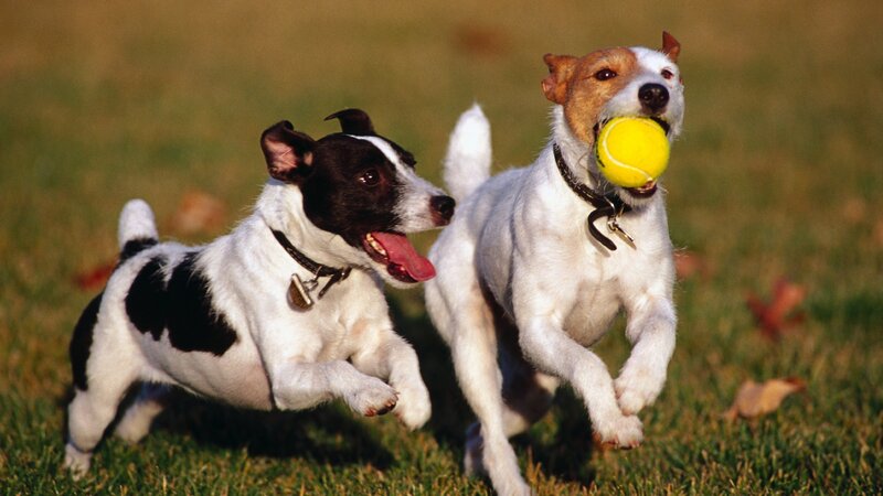 Two dogs playing with a ball