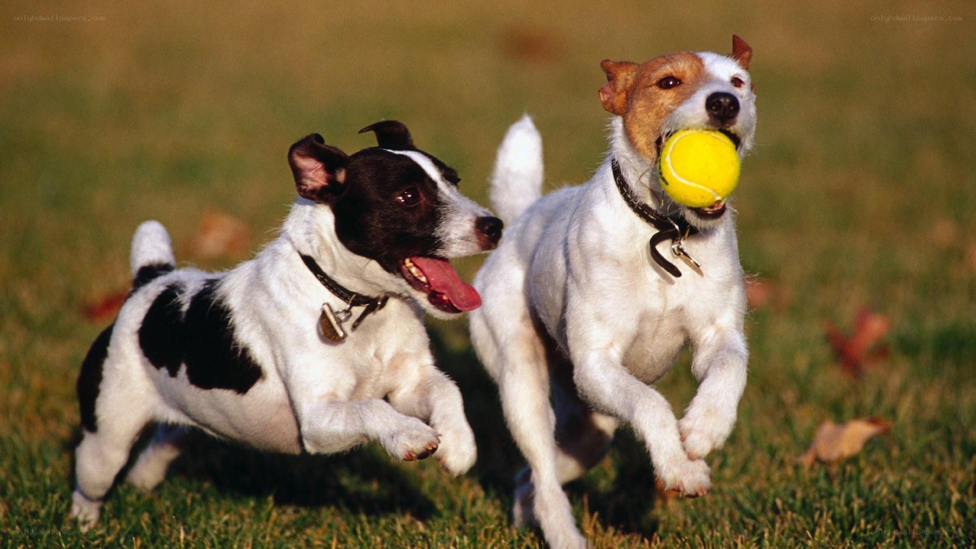Two dogs playing with a ball