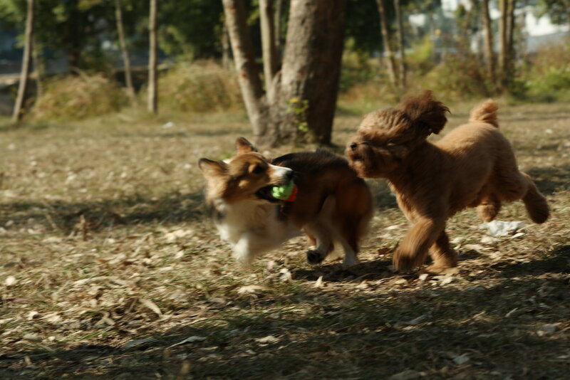 Two dogs playing with a toy