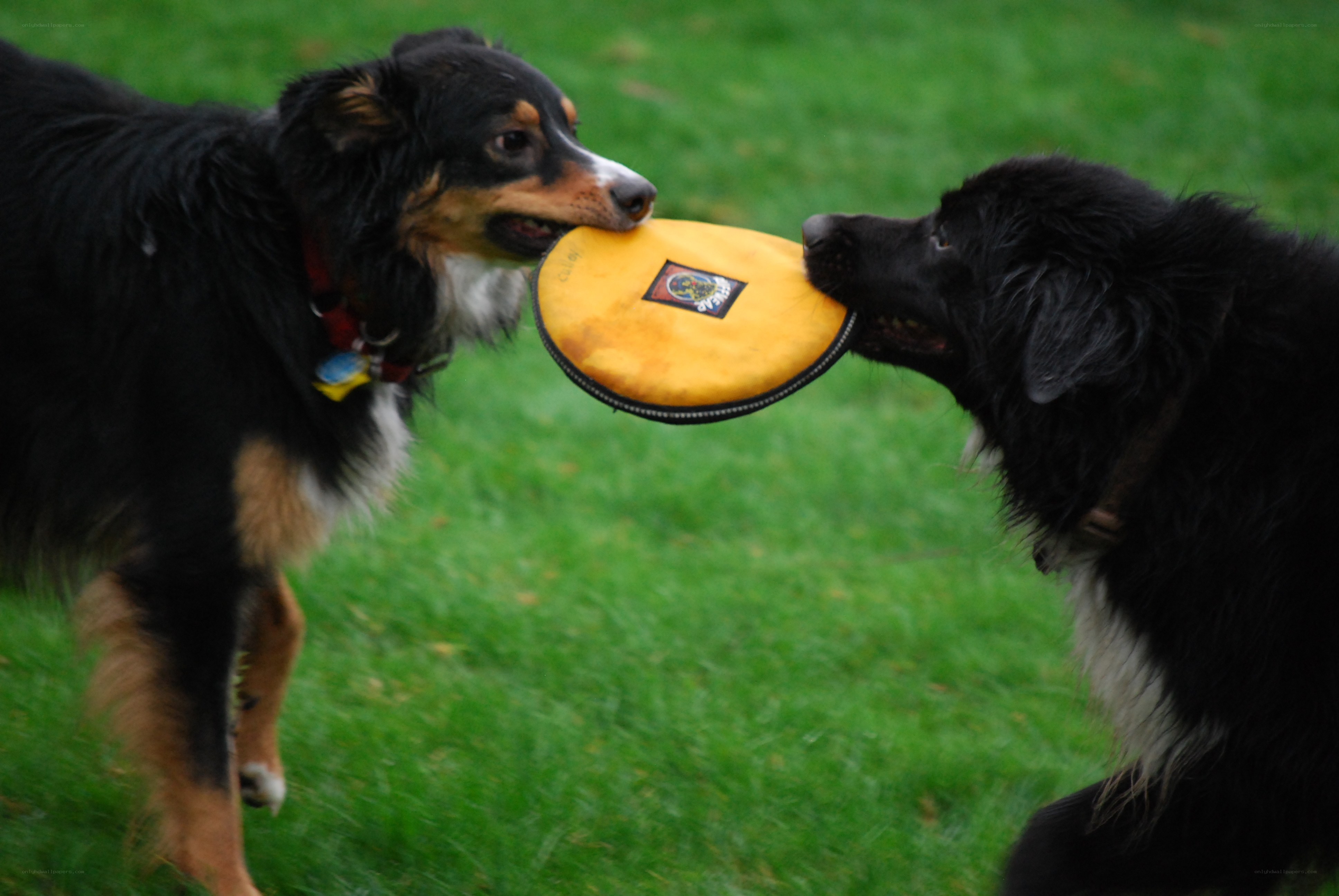 two dogs playing with frisbee