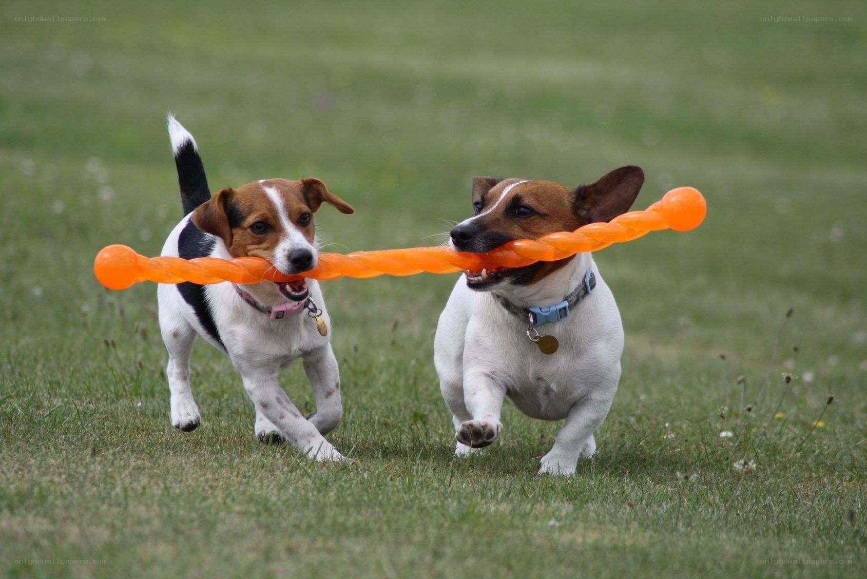 Two dogs playing with toy