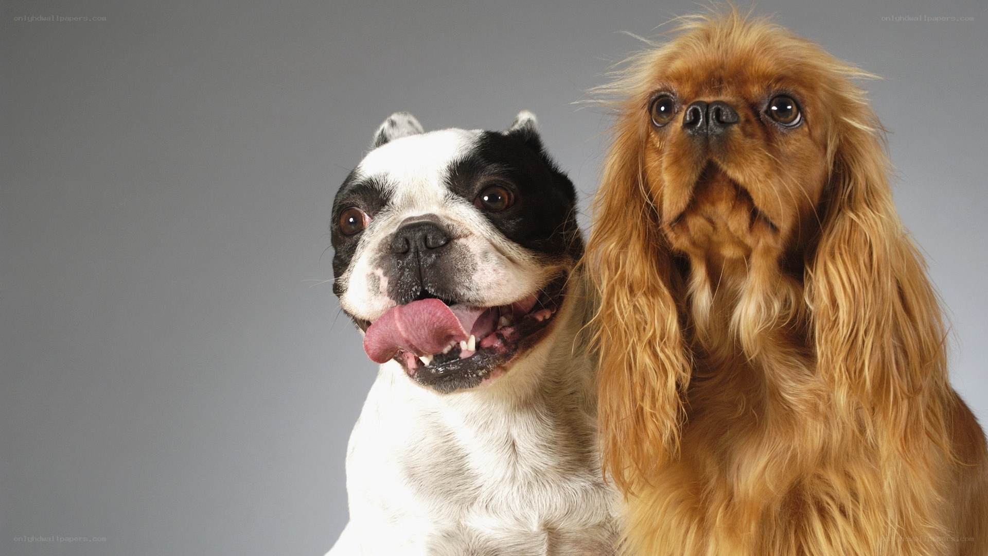 two dogs posing together