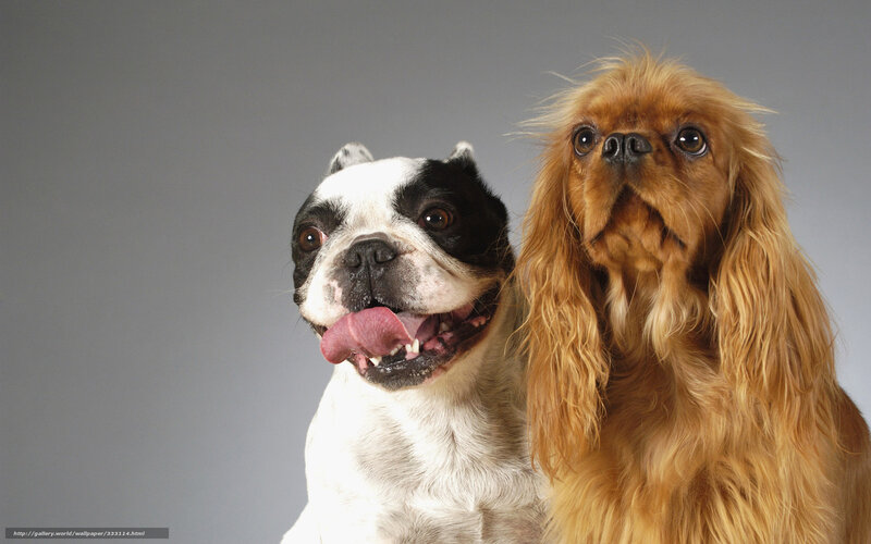 Two dogs posing together