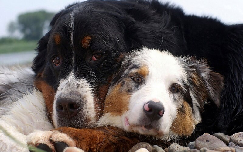 Two Dogs Resting — Black
