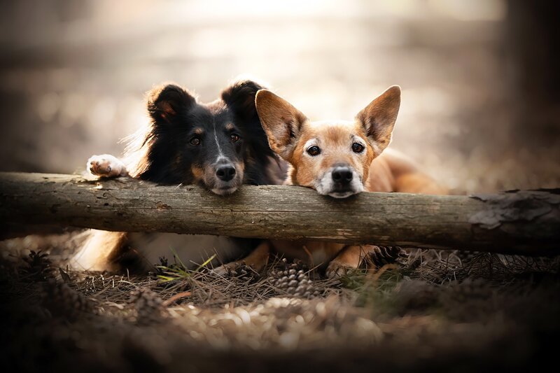 Two Dogs Resting — Brown, Calm, Afternoon
