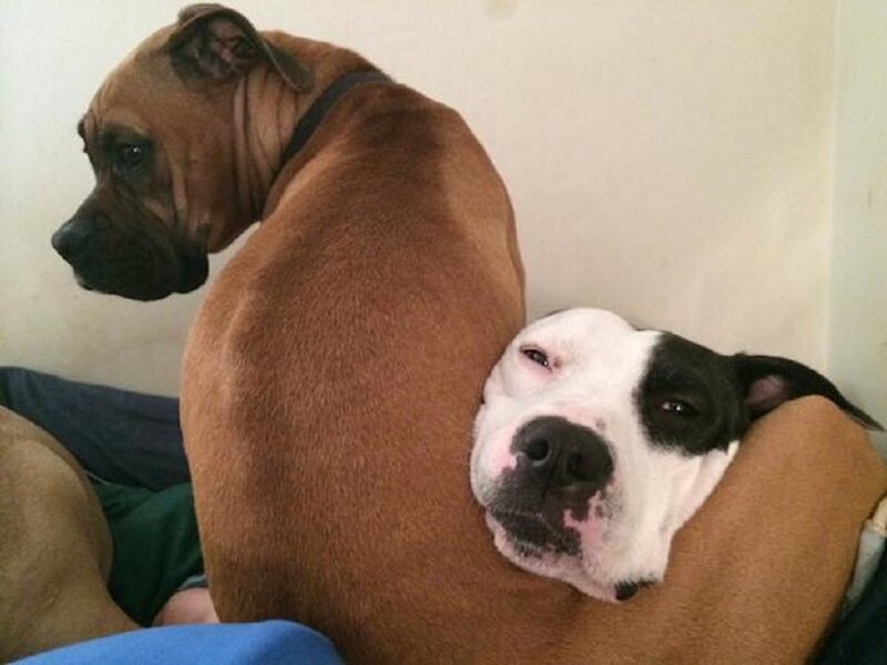 Two Dogs Resting — Brown, Calm