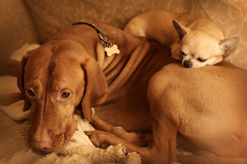 Two Dogs Resting — Brown