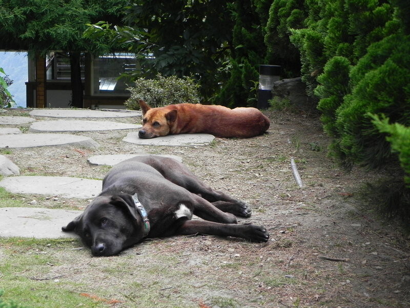 Two Dogs Resting — Green