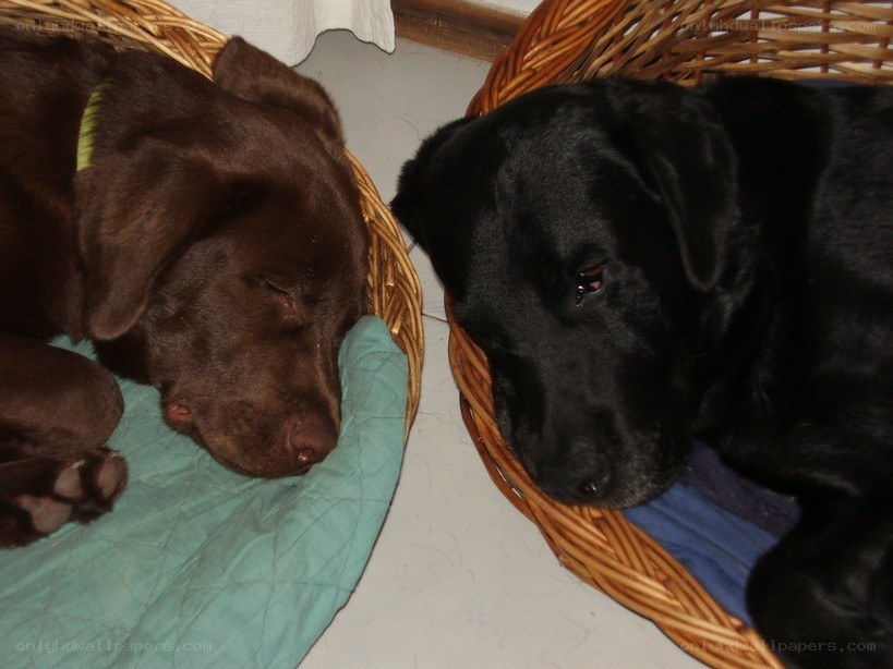 Two dogs resting in baskets