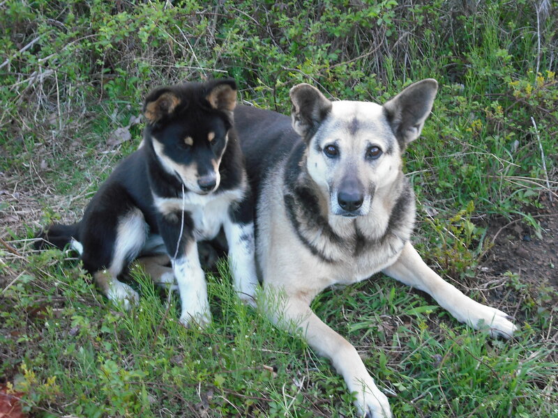 Two dogs resting in grass