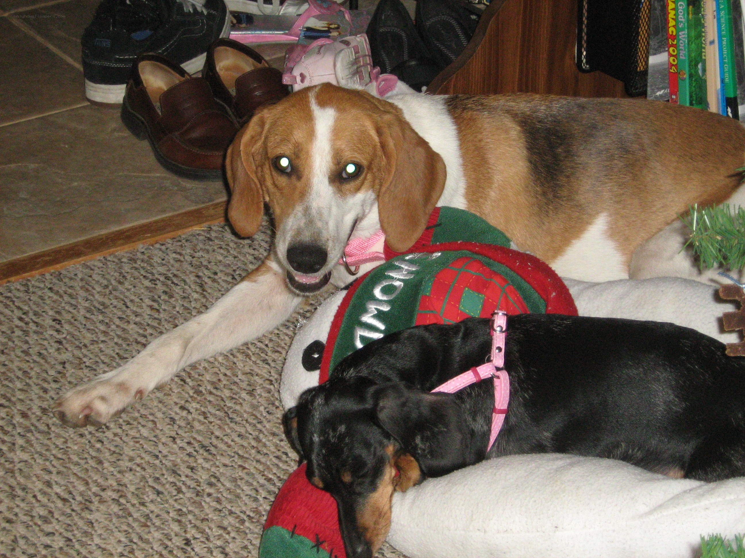 Two dogs resting on a rug