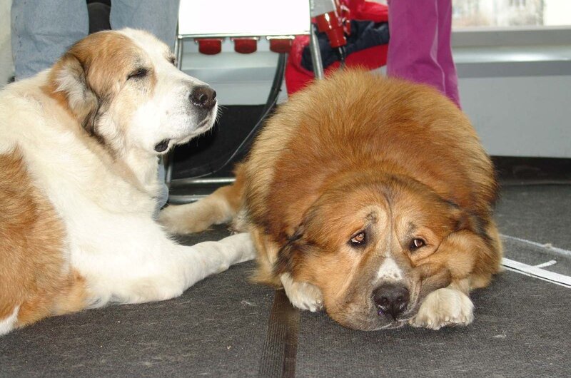 Two dogs resting on floor