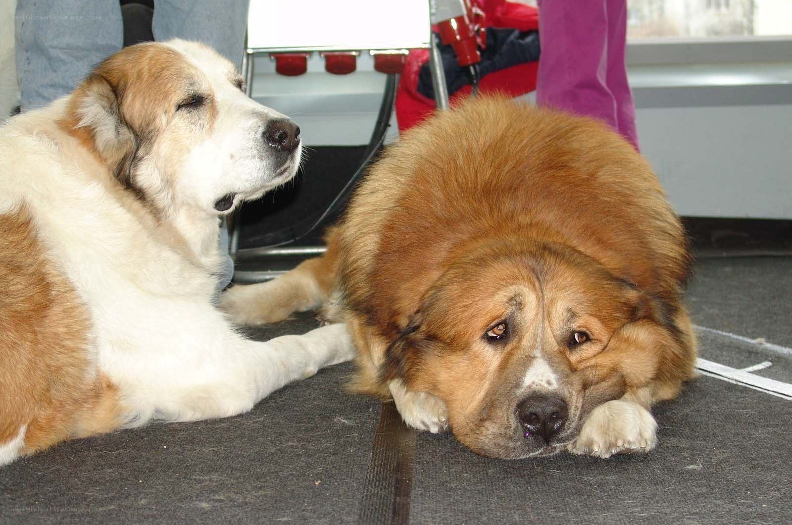 Two dogs resting on floor