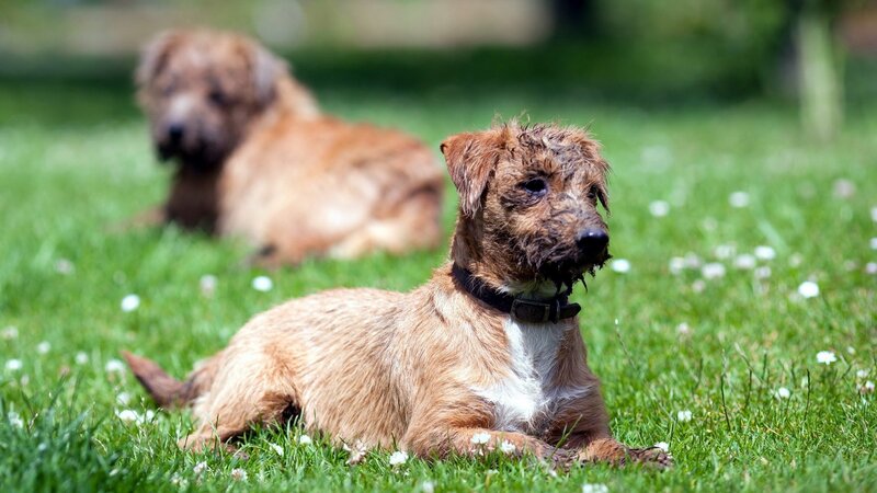 Two dogs resting on grass