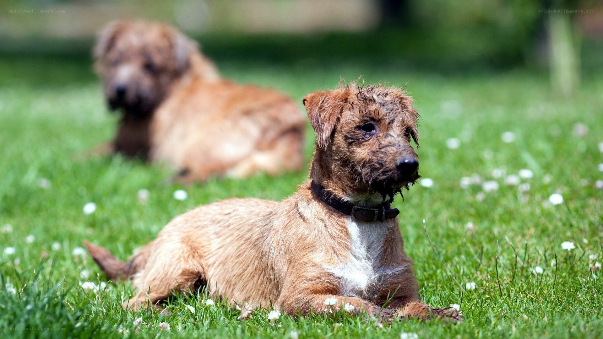 Two dogs resting on grass