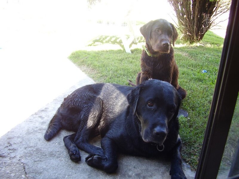 Two dogs resting outside
