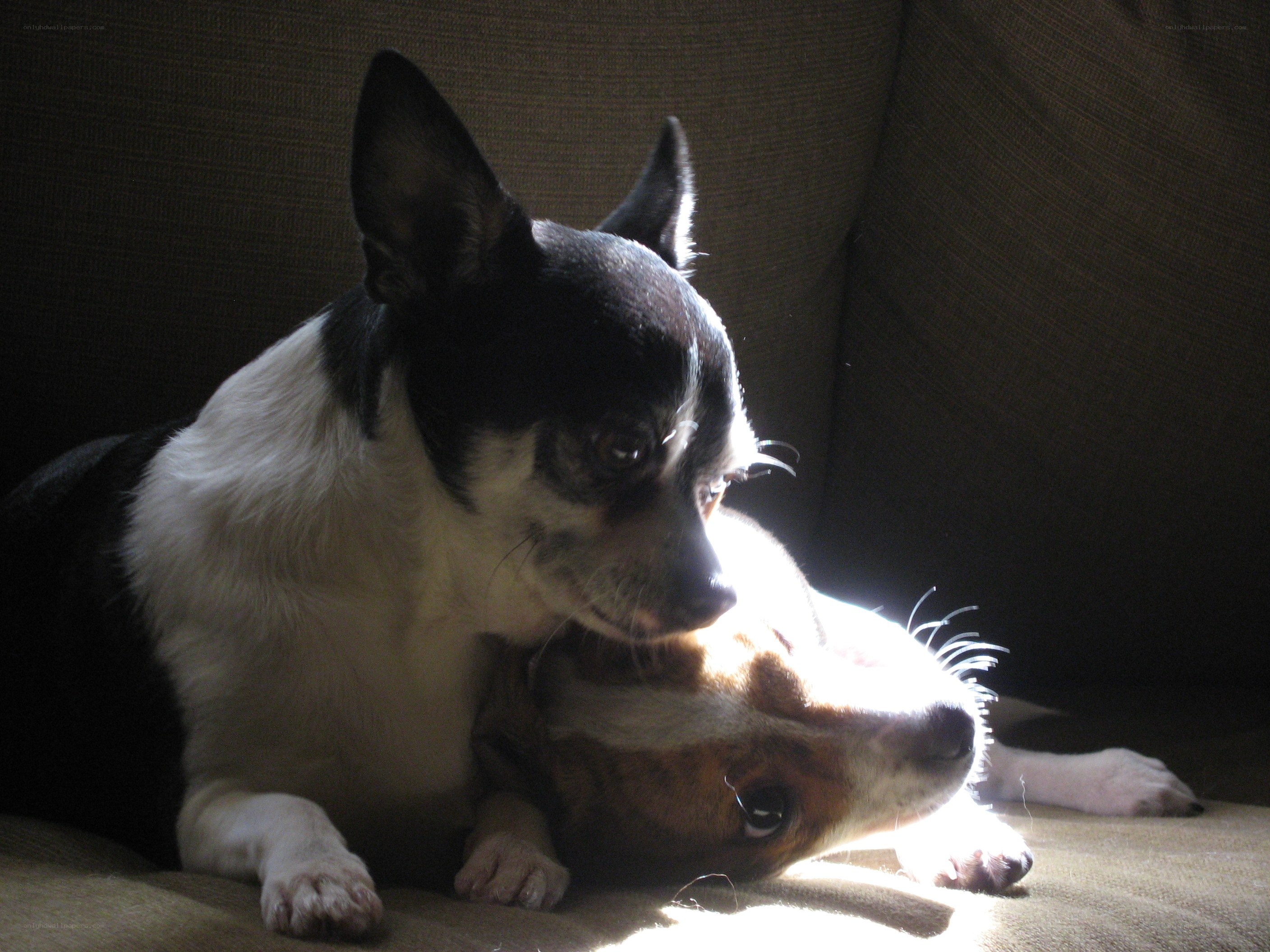 Two dogs resting together